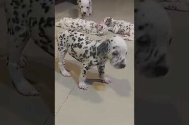 Dalmation Pups 🐕 Looking For New Home 🏠 ,Now they are only 27 day's old | Guard dog 🐕 #doglover