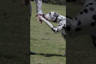 Why are Dalmatians so great #pets #doglover #dalmatians #dalmatiandog