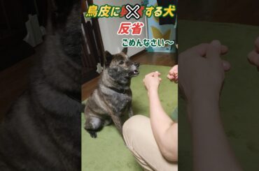 【甲斐犬mixハル】鶏皮に反省する犬 #甲斐犬 #日本犬 #保護犬