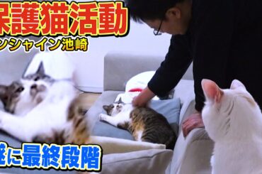 【サンシャイン池崎】保護猫の佐吉が人なれの最終段階に入ろうとしています【ねこおじさん】