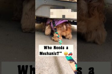 [Say Bye To your Stress😊]🛠️ 🔧 Guess Who’s Fixing the Car Today?#shorts #dog #cockerspaniel