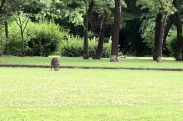 東京の公園で 犬の散歩中に突然、猪が登場。イノシシとボクサー犬②