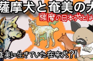 薩摩犬と奄美の犬〜薩摩の日本犬を探る！〜奄美に生きていた在来犬⁈