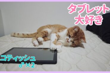 【スコティッシュ♂×2】ホジェのお仕事はゲーム【Cats are going digital, too.】