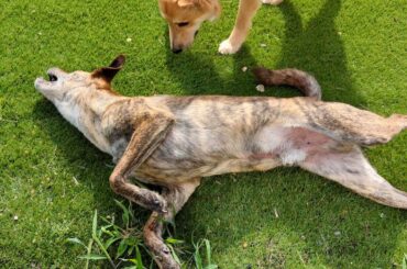 親戚の家の庭で草を食いまくる犬ども　乾燥ミミズが大好きな元猟犬　他人（親戚）家の犬を無断でブラッシングする