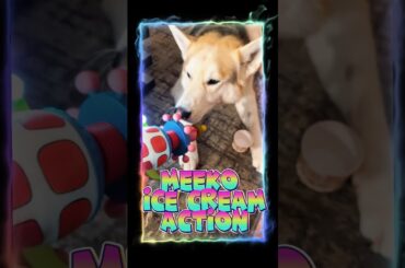 Meeko ice cream action with special guest Bozo the Clown. #dogsofyoutube #dogshorts #doglover #fy