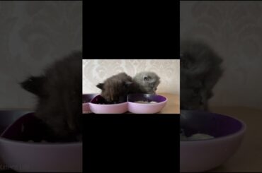 Watch This Adorable Kitten Eat! #kitten #cat #cute #shortvideo #funnyvideo