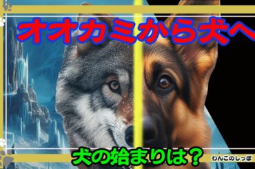 [犬の雑学]犬の起源 犬の祖先はハイイロオオカミ!なぜ狼が犬へと進化していった！？