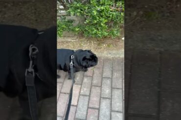 気分転換にお散歩に行く黒パグ!! Black Pug to go for a walk for a change!