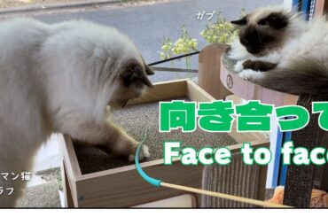 バーマン猫ガブとラフ【向き合って】Face to face（バーマン猫）Birman/Cat