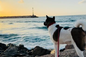 A Relaxing Walk on the beach near the Sea with a Funny Akita dog
