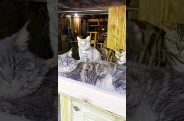 These STUNNING Cats Living Inside a Catio 🐾😸