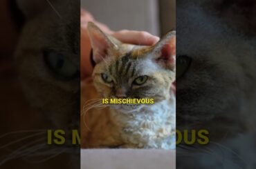 Discover Unique Cat Breeds | Devin Rex or Pixie cat