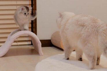 The kitten is too brave and jumps on daddy cat to save his siblings...