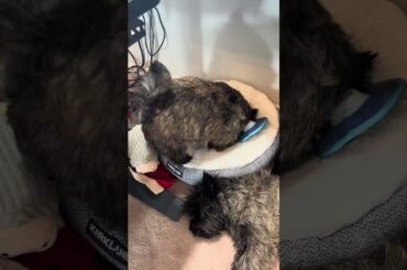 Cairn Terrier Fluffs the Unfluffable