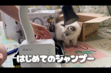 【猫vlog】はじめてのシャンプー〜サイベリアンとの暮らし〜Living with a kiiten