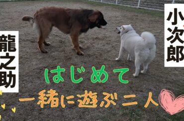 【柴犬＆レオンベルガー】はじめて一緒に遊ぶ二人